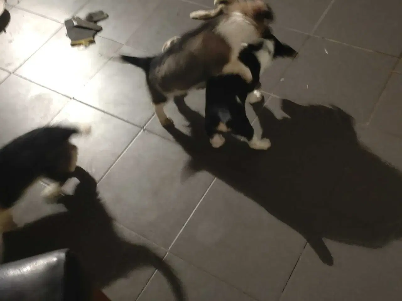 Billede 1 - Jack Russell blanding