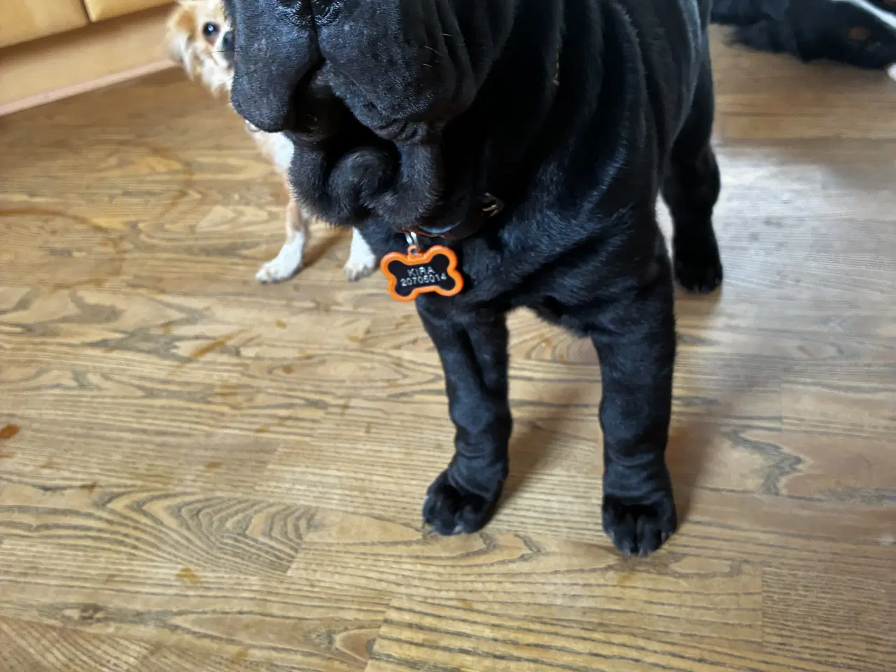 Billede 2 - Smuk shar pei 