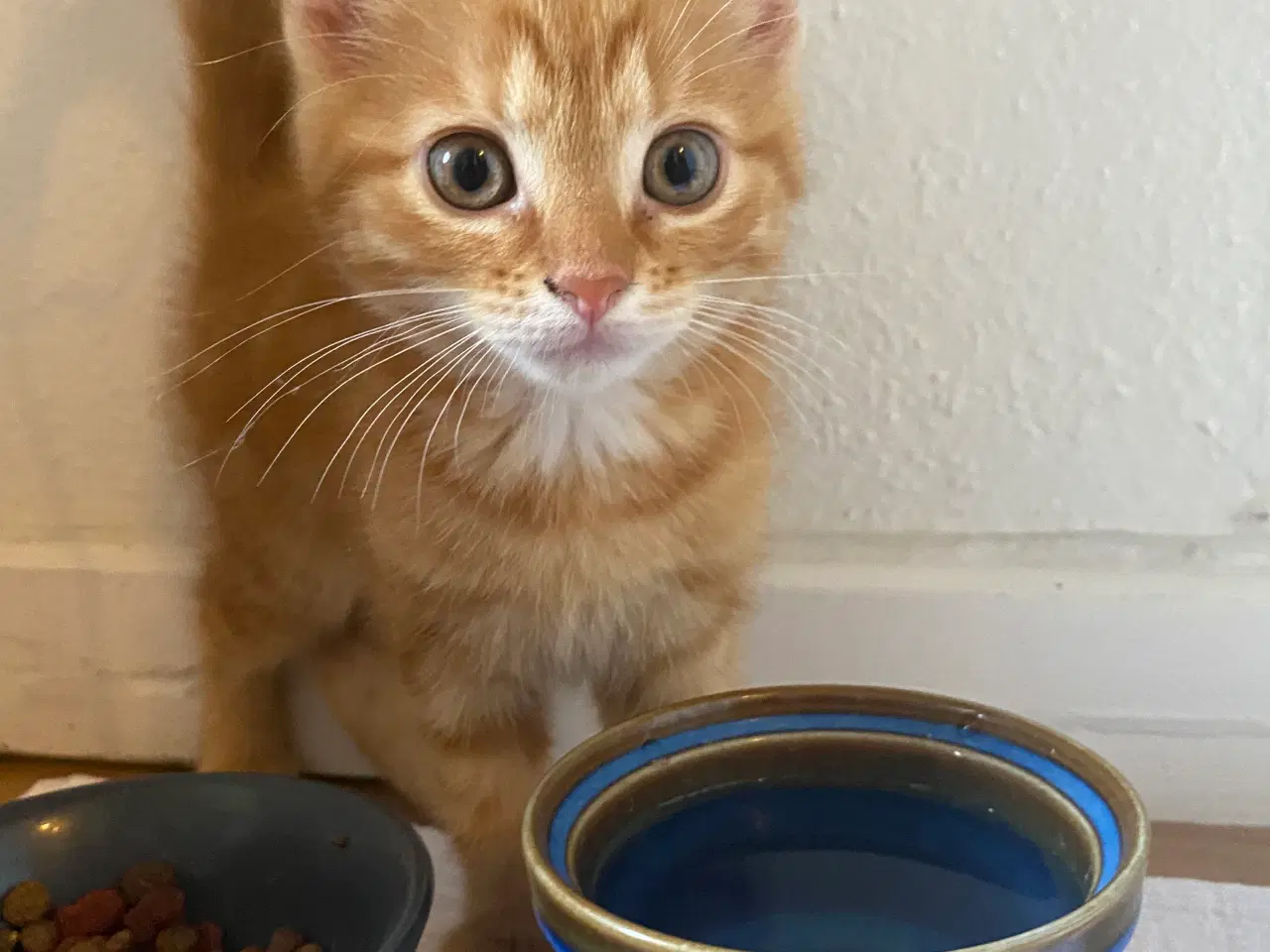 Billede 4 - Killinger🐈‍⬛