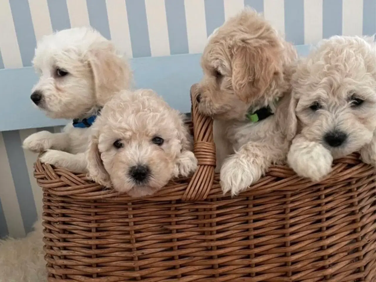 Billede 3 - De skønneste Mini Goldendoodle hvalpe 