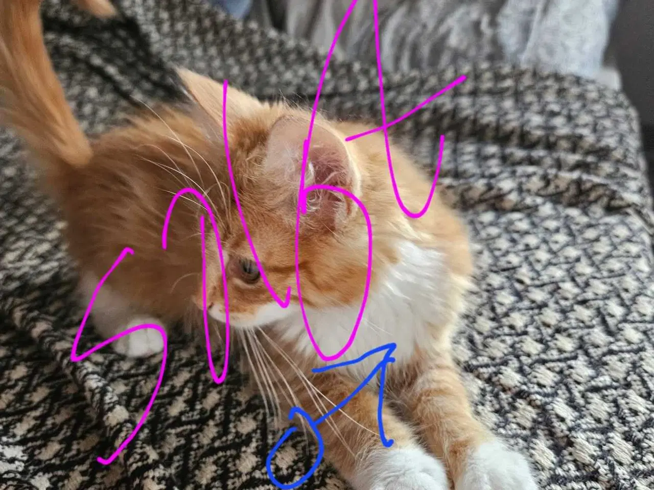 Billede 6 - Killinger