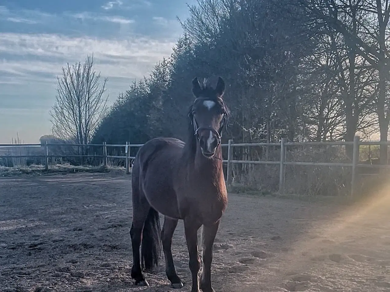 Billede 3 - Skøn Welshpony sælges