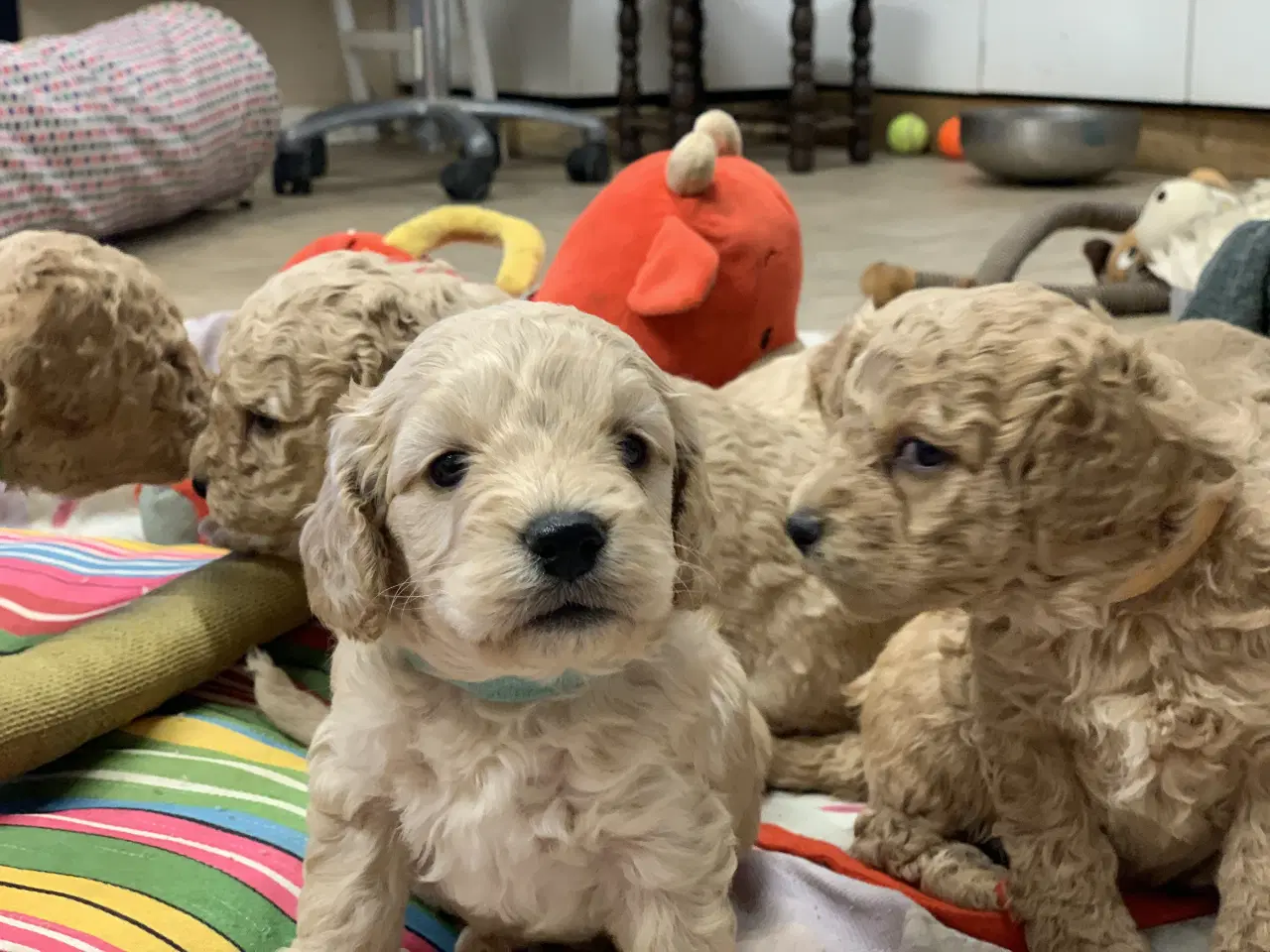 Billede 3 - Amerikanske Cockerpoo babyer 