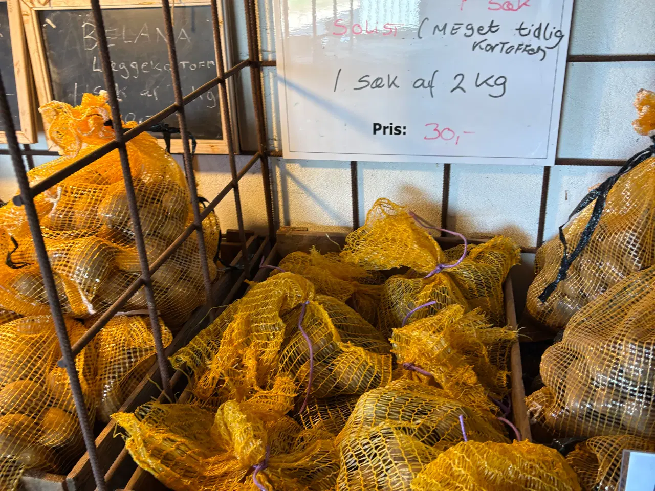 Billede 2 - Læggekartofler