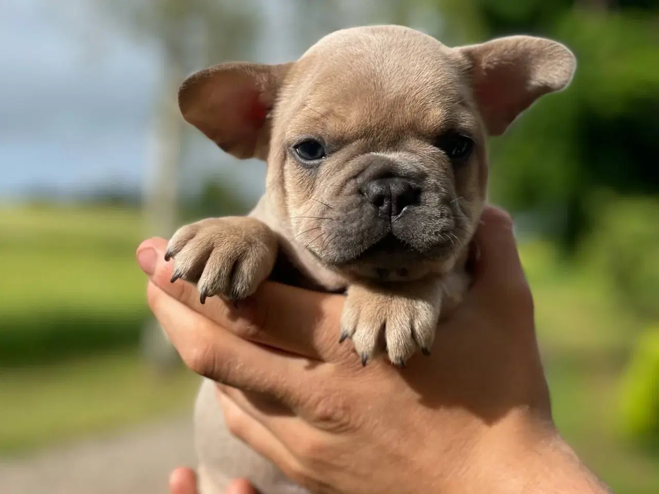 Billede 6 - Franske bulldog hvalpe