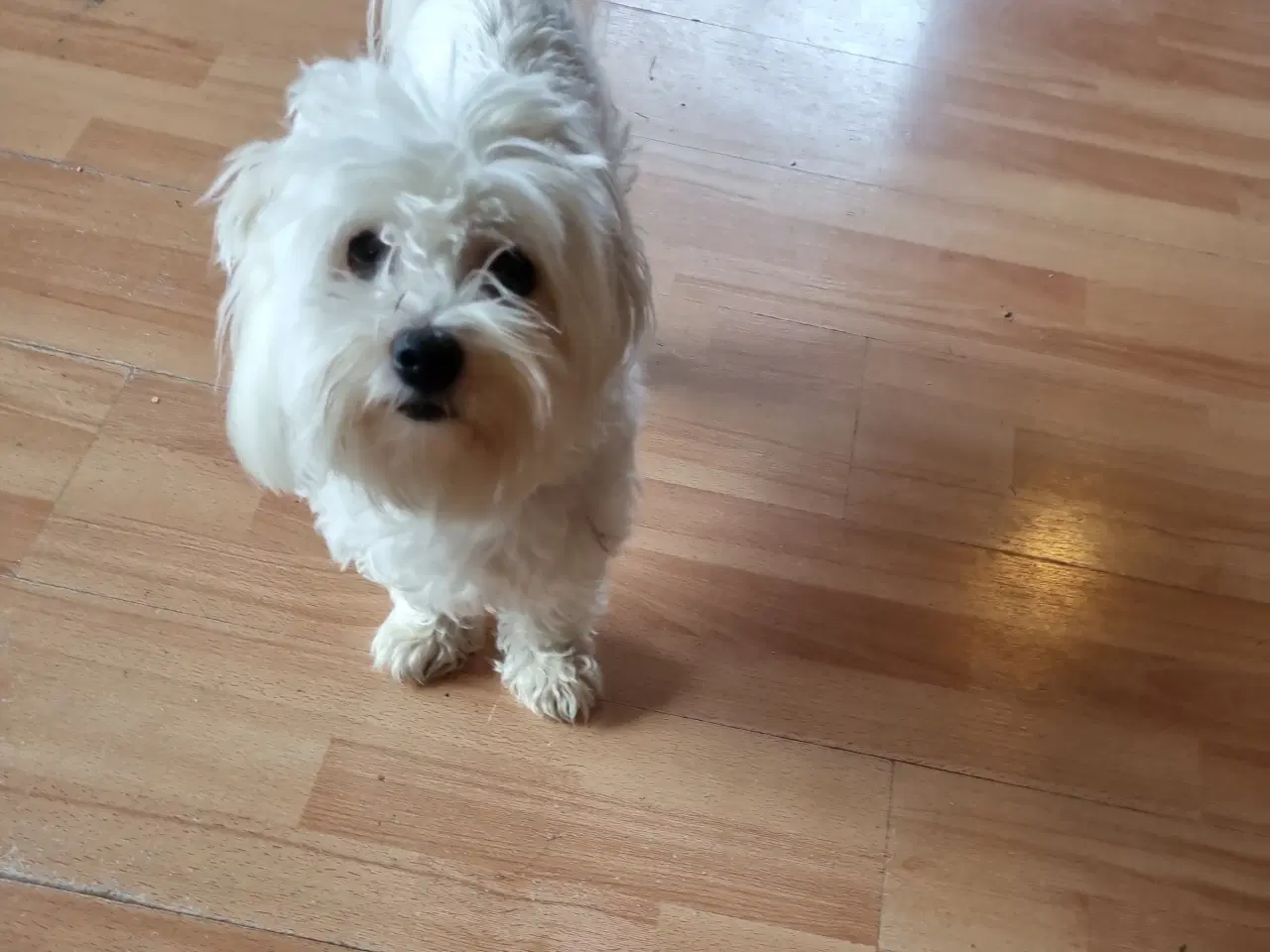 Billede 1 - Coton de tulear 