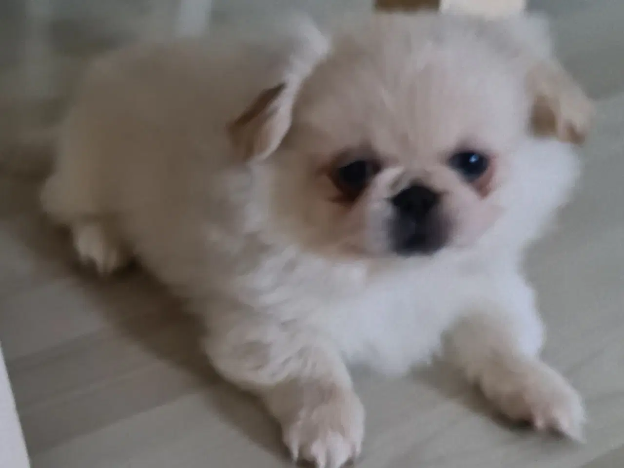 Billede 1 - Rejseklar fyr