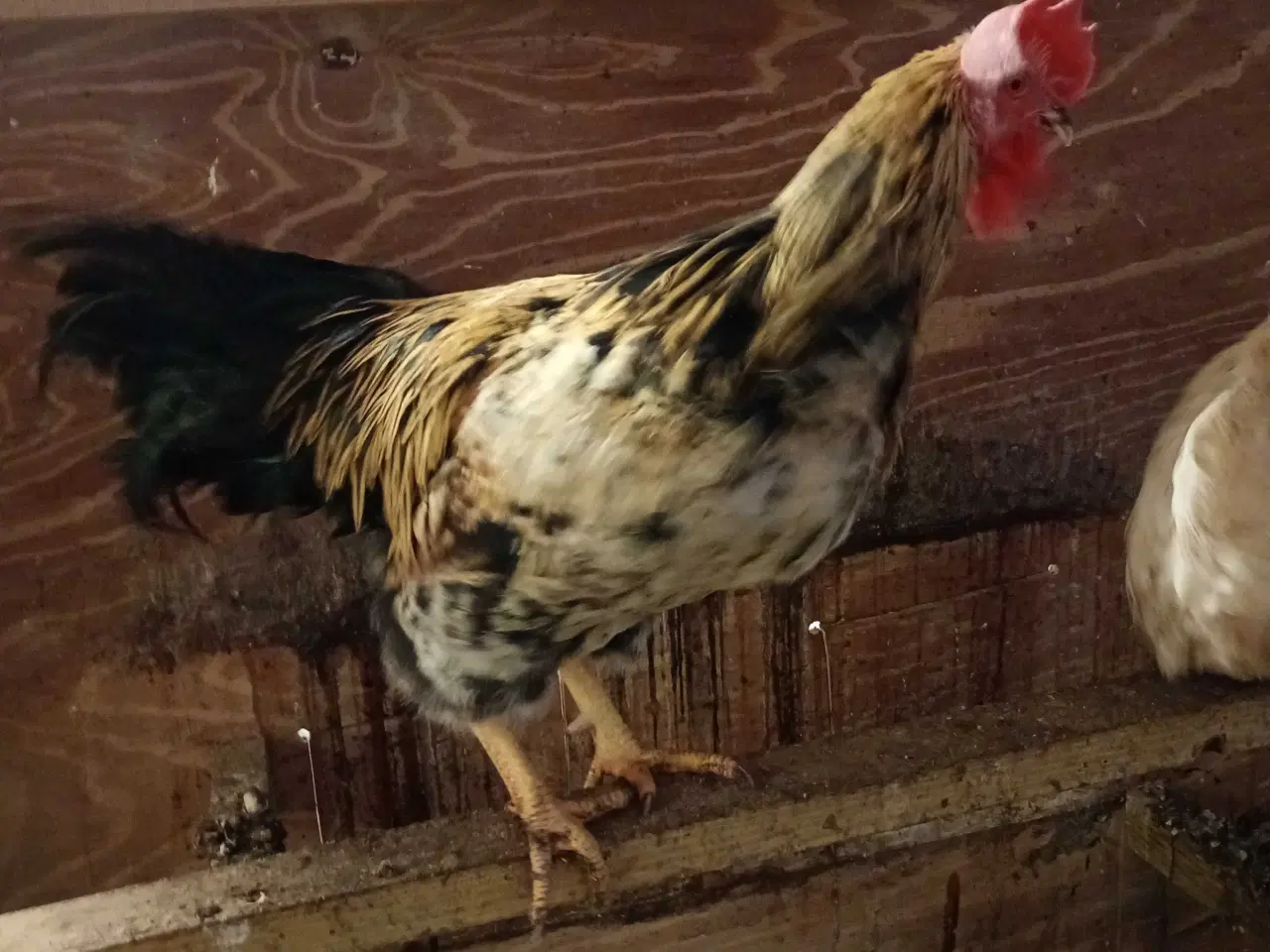 Billede 4 - Høns, 3 Isa Warren, 2 Grønlægger høns+ 1hane