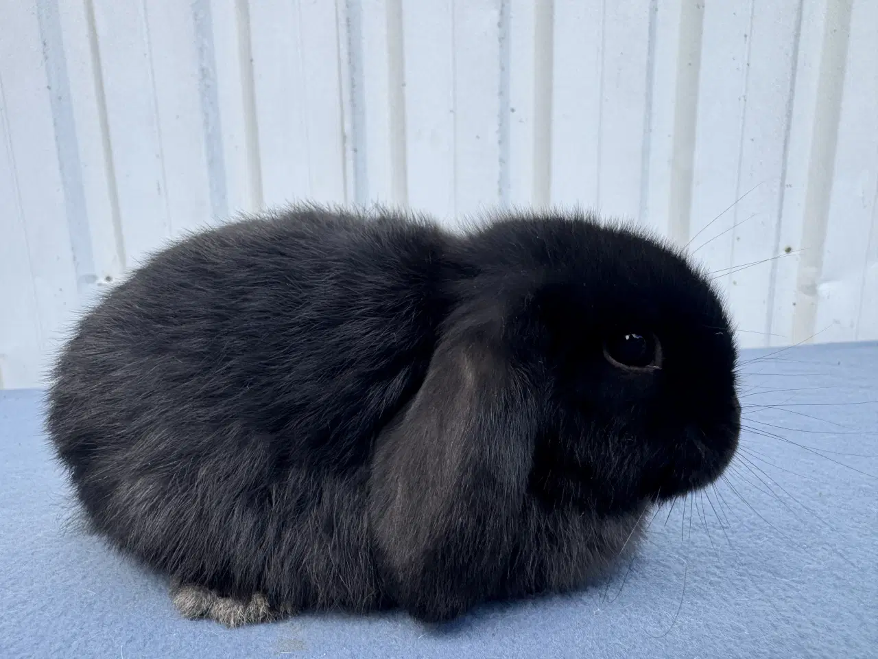 Billede 5 - Dværgvædder hankanin