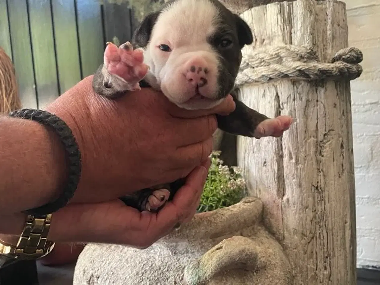 Billede 4 - New english bulldog
