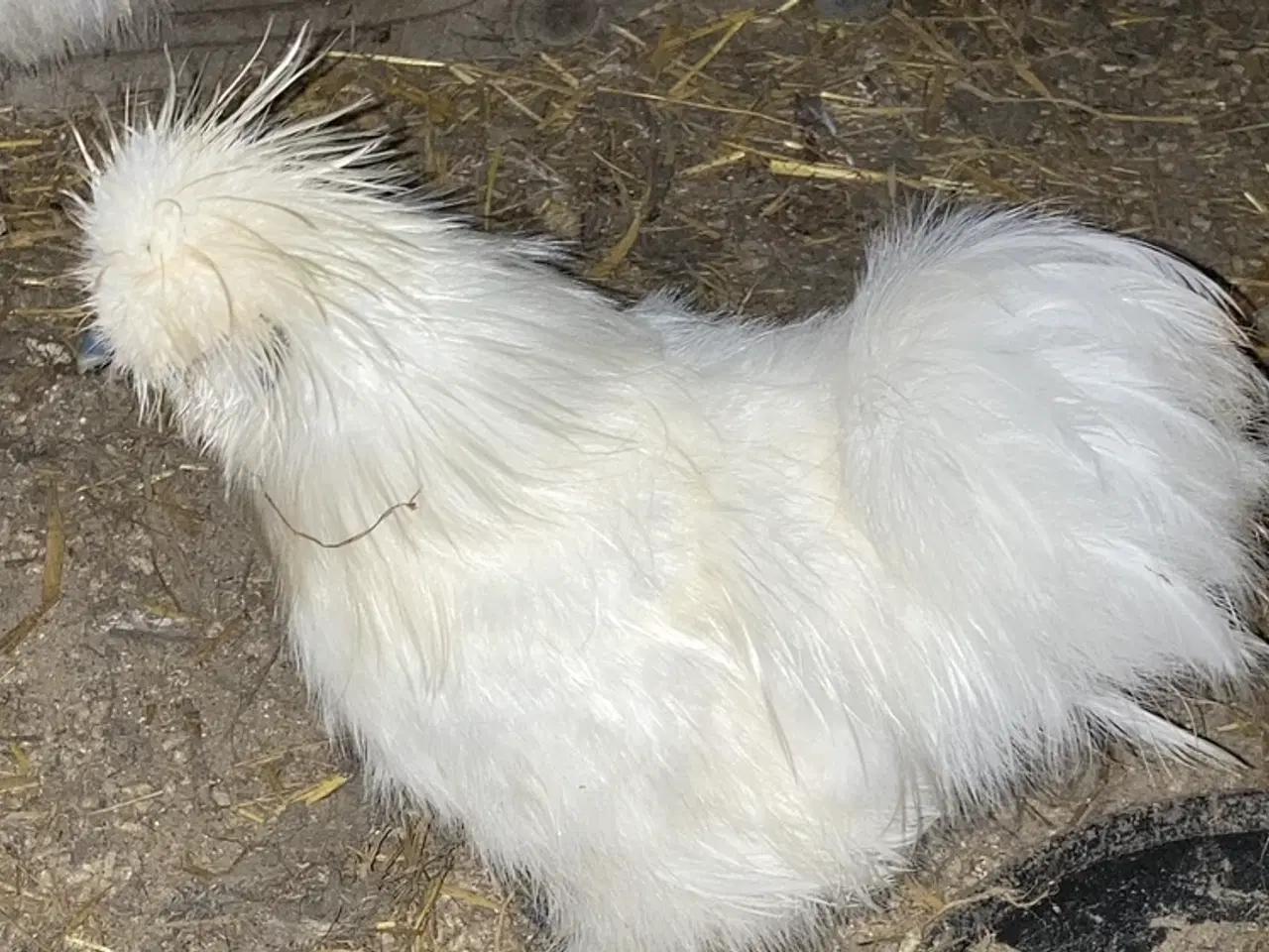 Billede 3 - Rene silke Høns