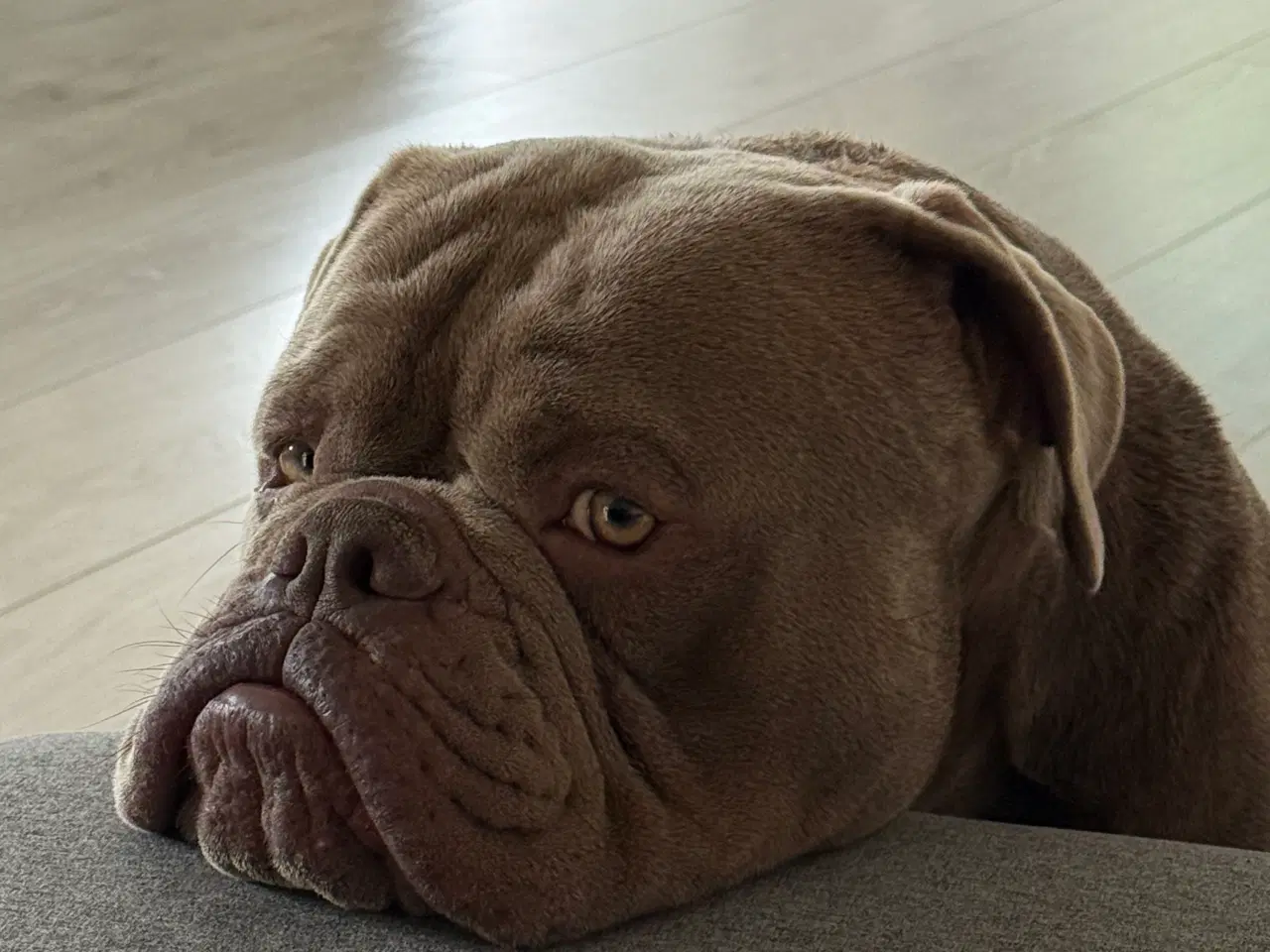 Billede 3 - Old english bulldog