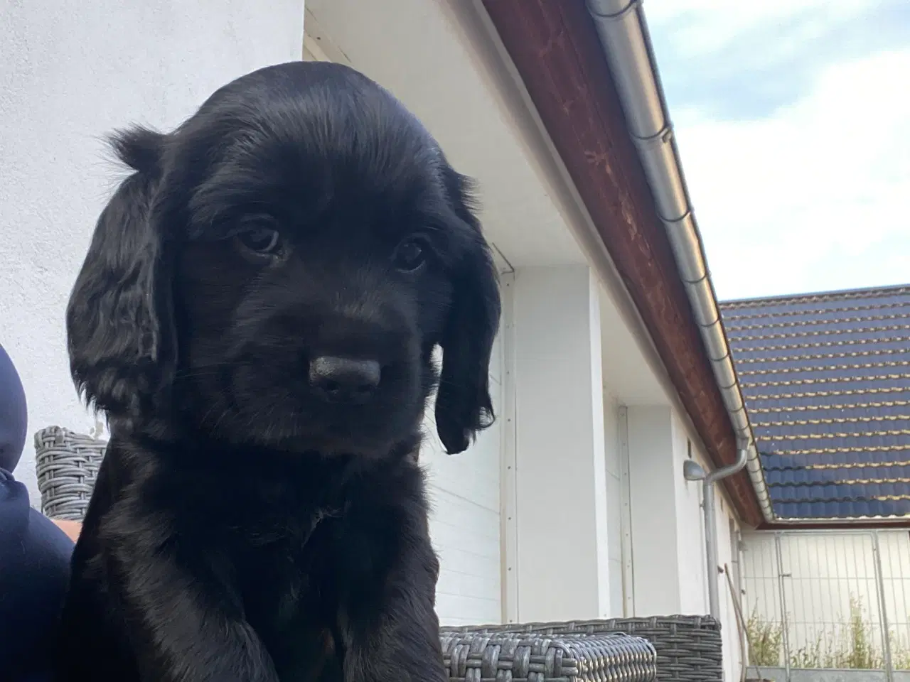 Billede 3 - Friske cockerspaniel hvalpe