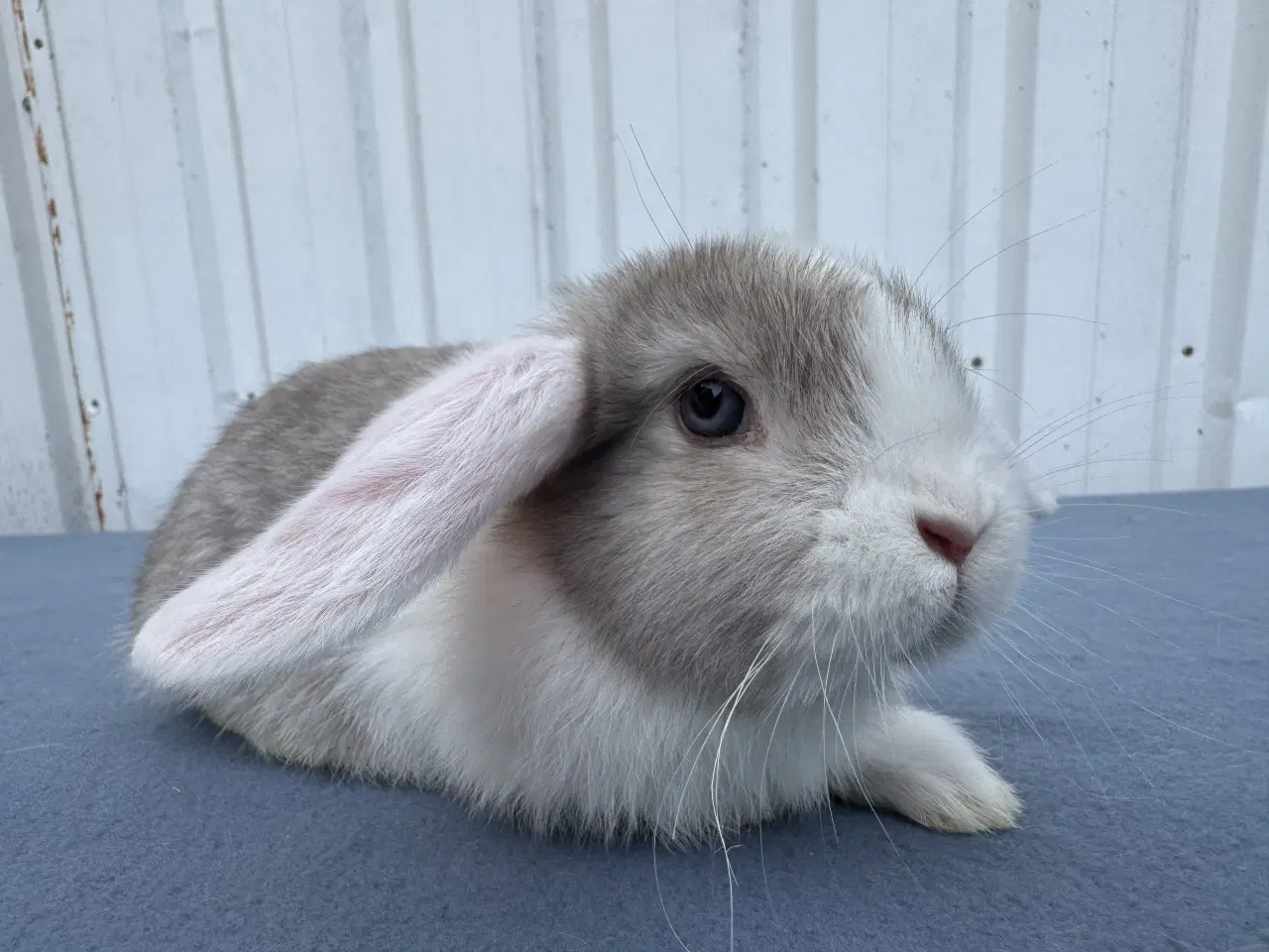 Billede 8 - 6 salgsklare Dværgvædder Hunkaniner 🐰