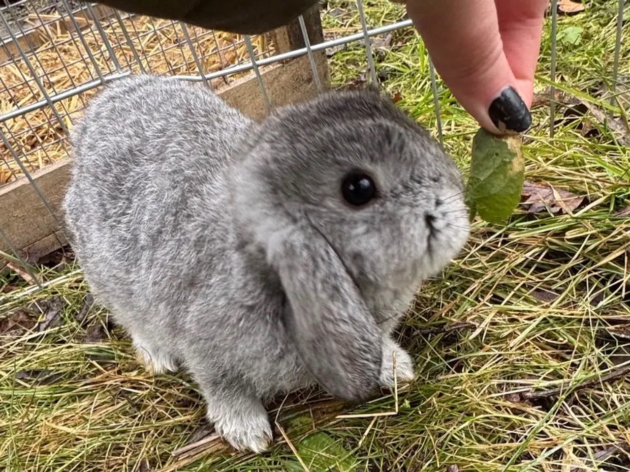 Billede 9 - Han Dværgvædder unge sælges 