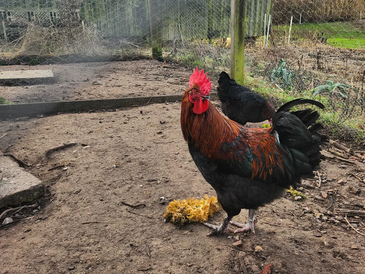 Billede 1 - Maran, sort kobber, hane og høne