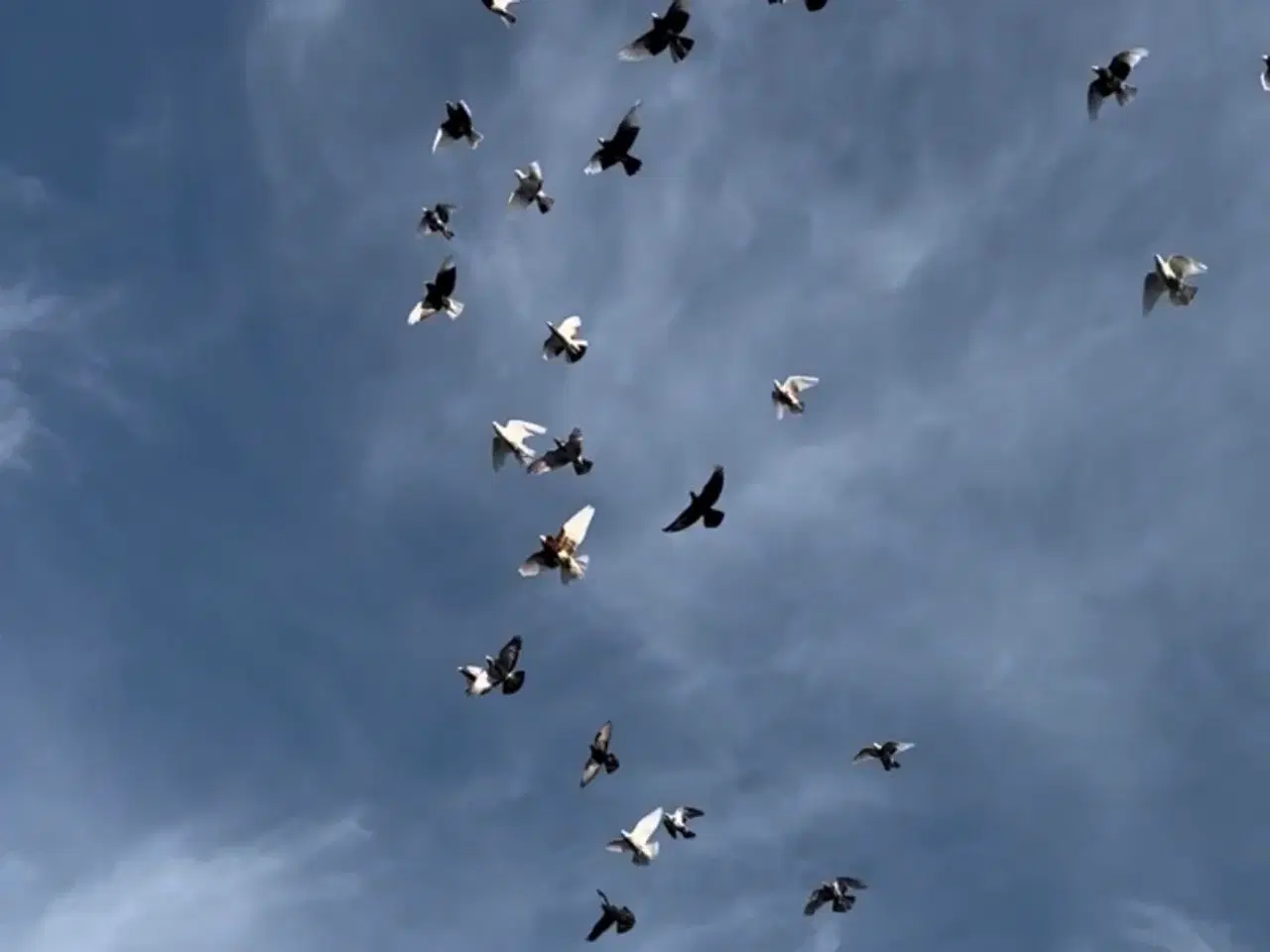 Billede 2 - 30 duer til salg – 150 kr pr. stk