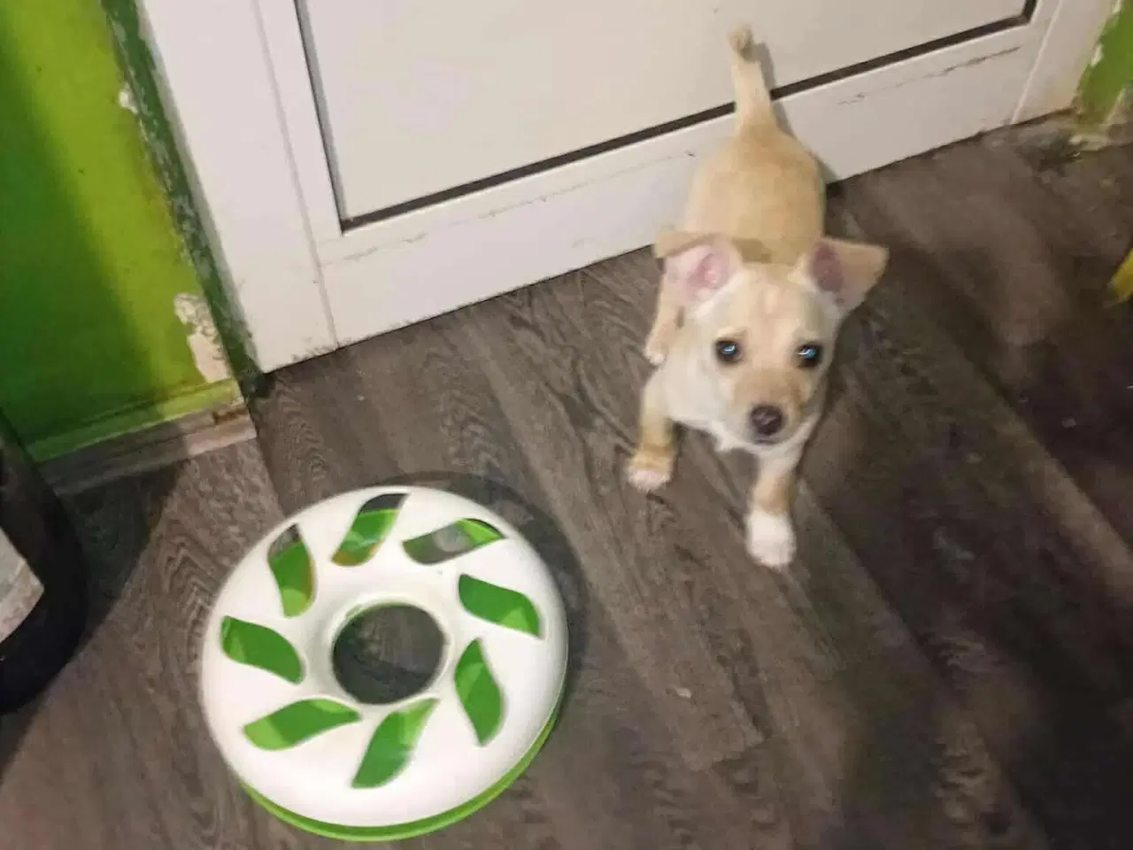 Billede 14 - Lille Mille 🩷