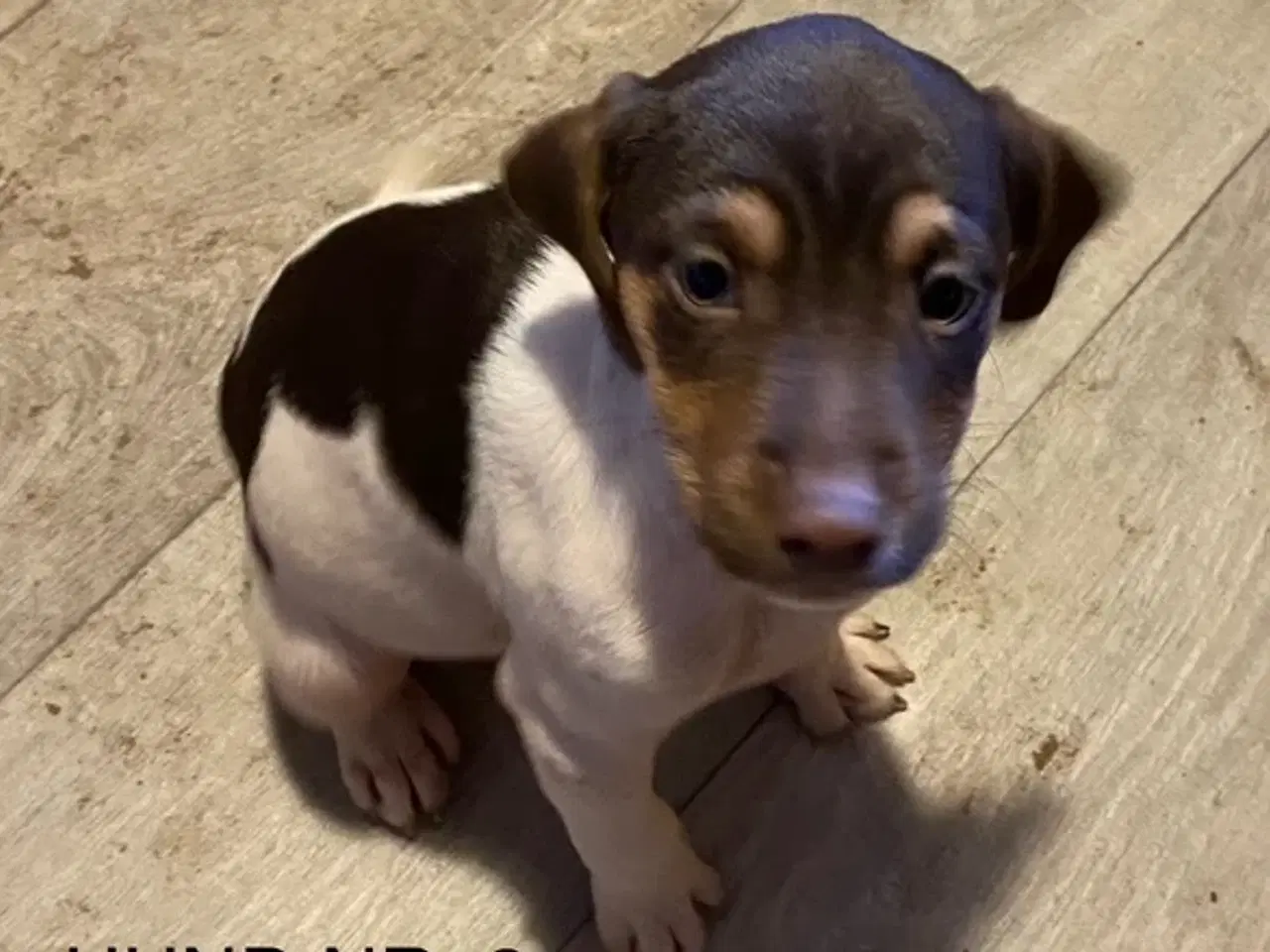 Billede 2 - Hunde hvalpe sælges