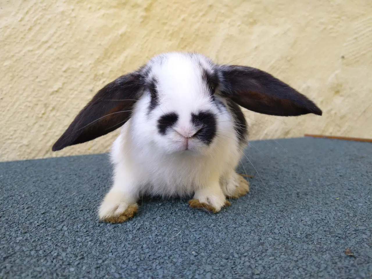Billede 5 - Mini Lop unger