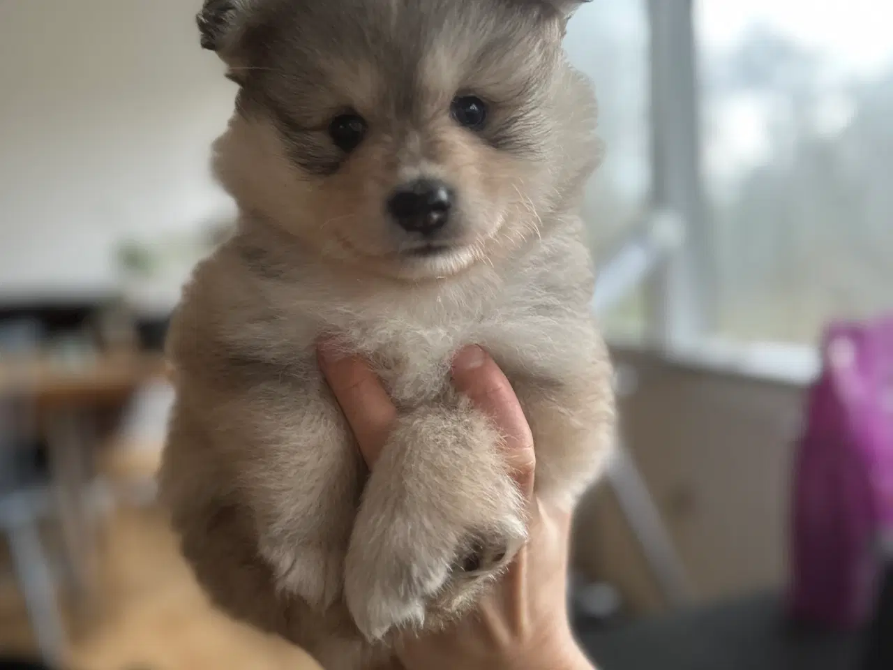 Billede 2 - Finske Lapphundehvalpe søger nye, kærlige hjem