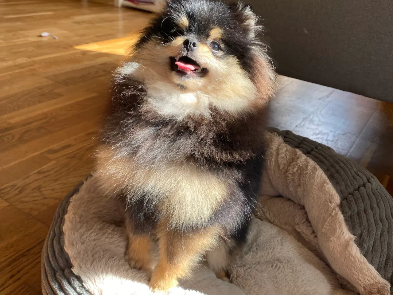 Billede 5 - Pomeranian tæve 