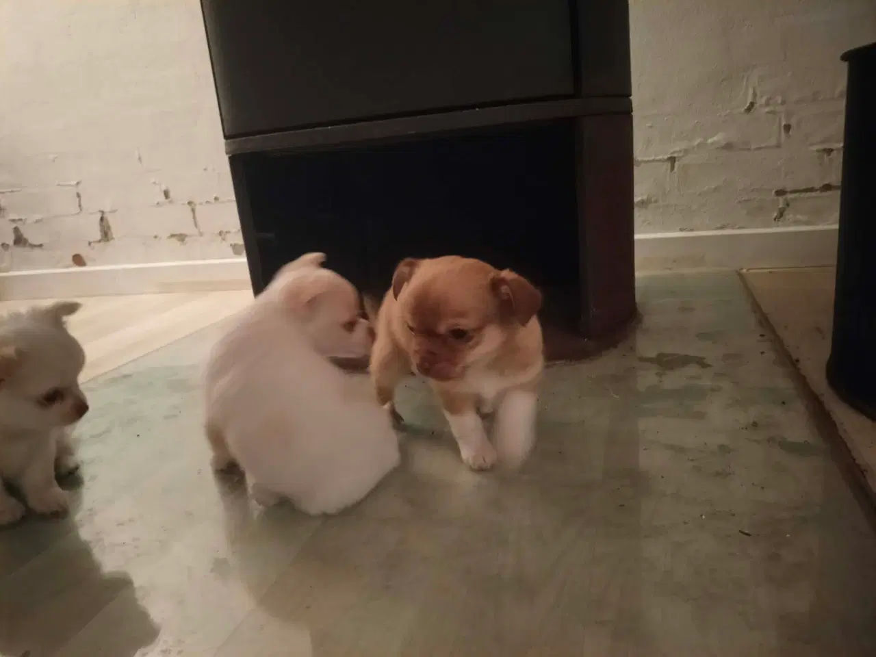 Billede 6 - 5 lækre små Chihuahua hvalpe