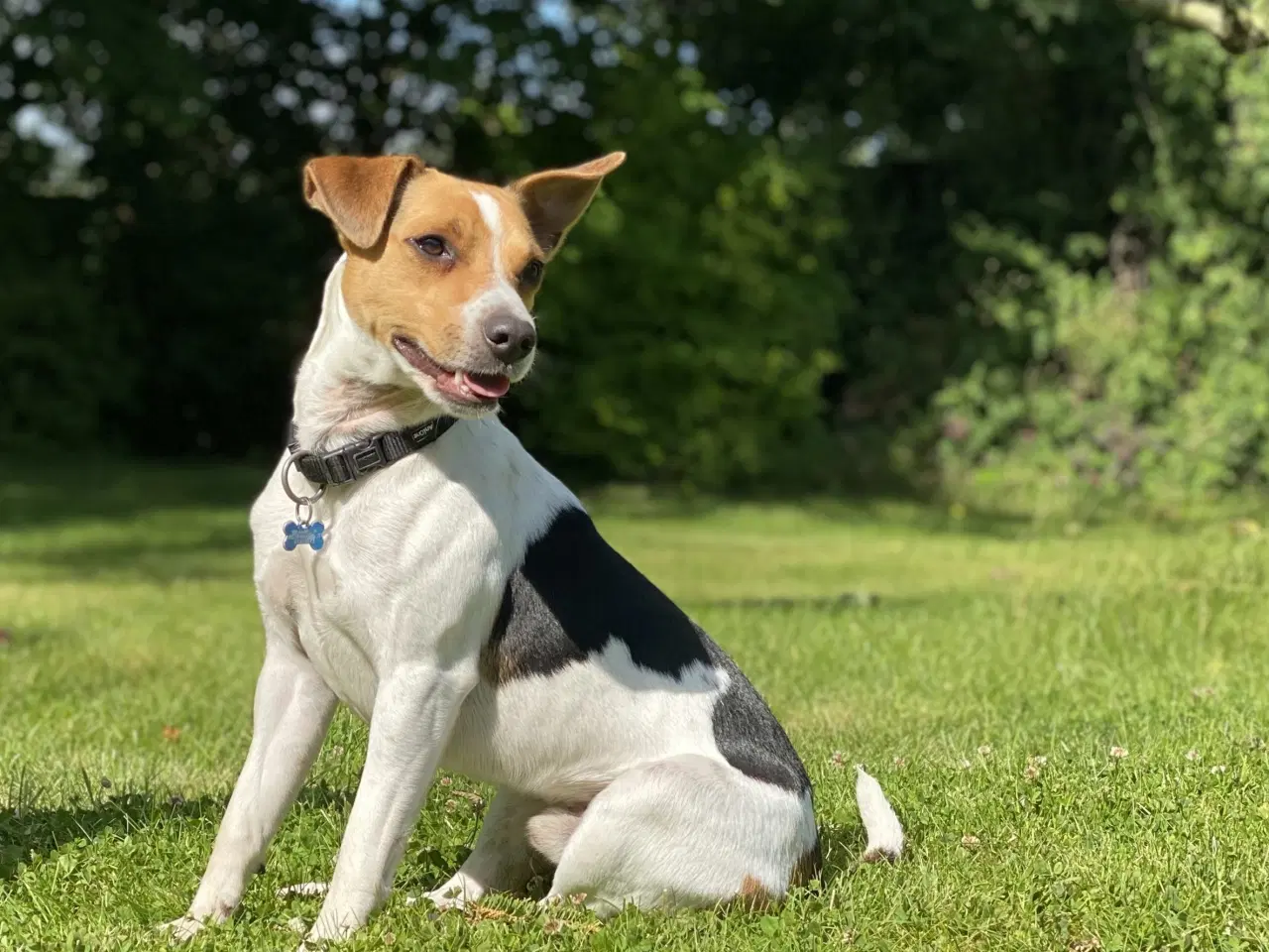 Billede 3 - Attraktive Anton - Tilbydes til avl