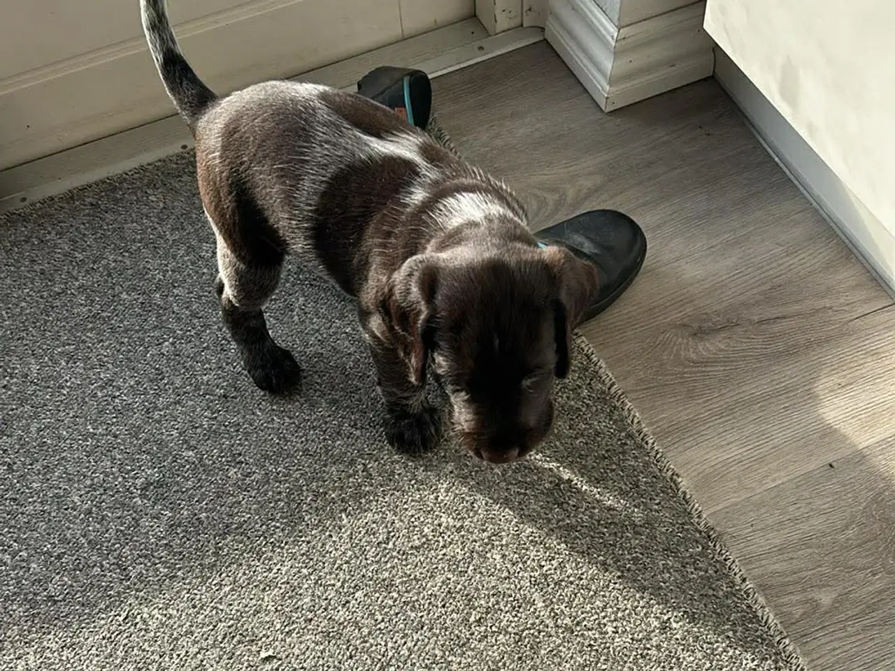 Billede 8 - Rughårede hønsehunds hvalpe