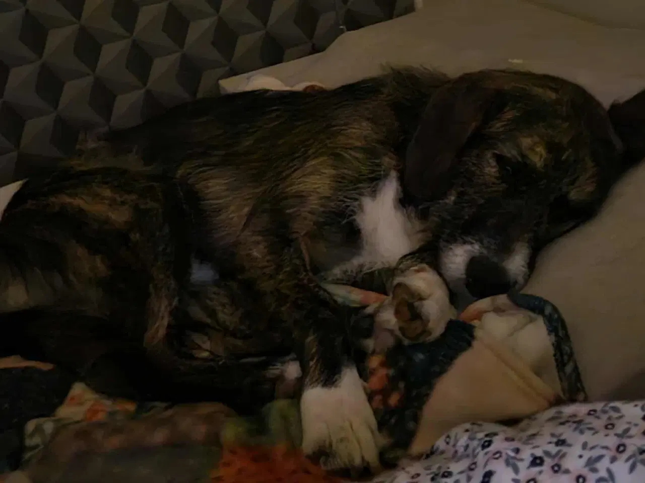 Billede 8 - Smukke Karla søger ny familie 🩷