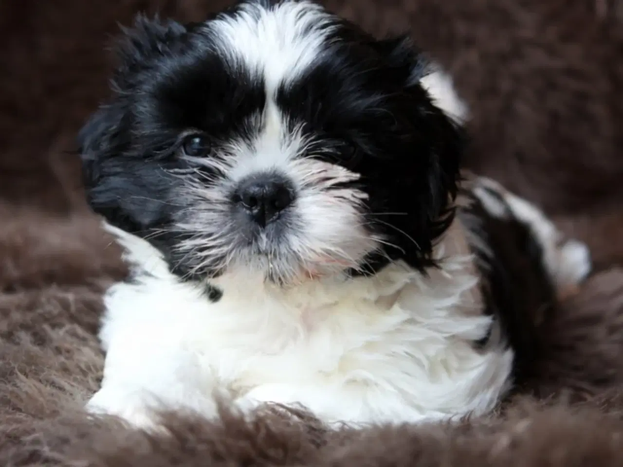 Billede 1 - Shih Tzu hvalp ( Salgsklar )