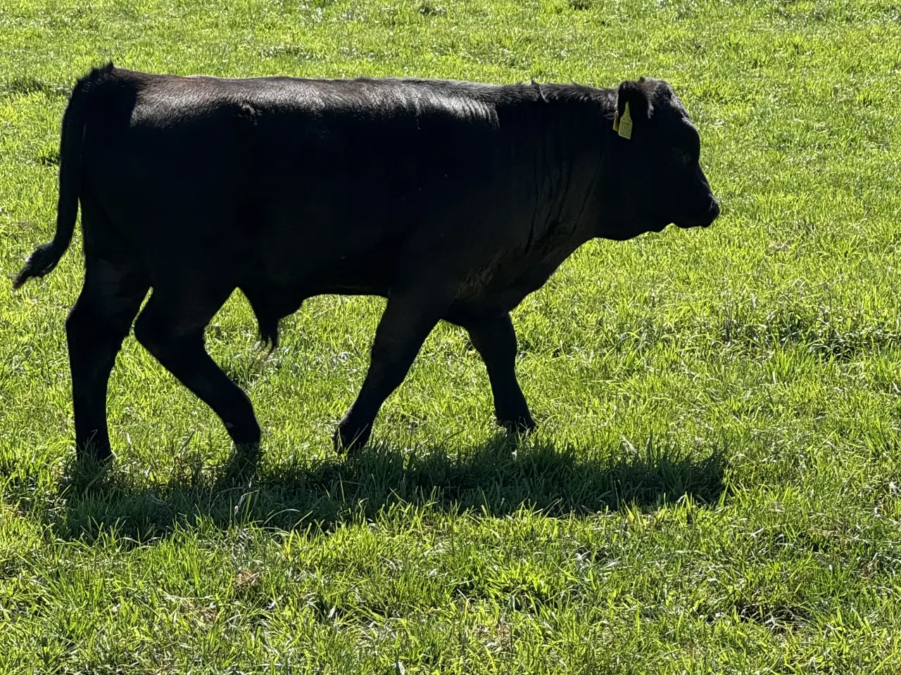 Billede 3 - Flot ung Dexter tyr