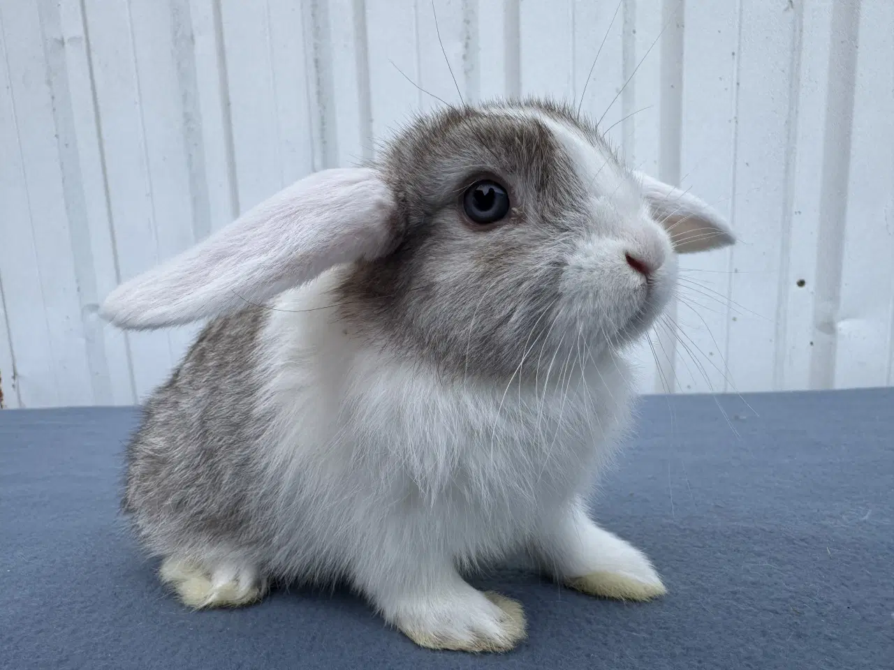 Billede 9 - 6 salgsklare Dværgvædder Hunkaniner 🐰