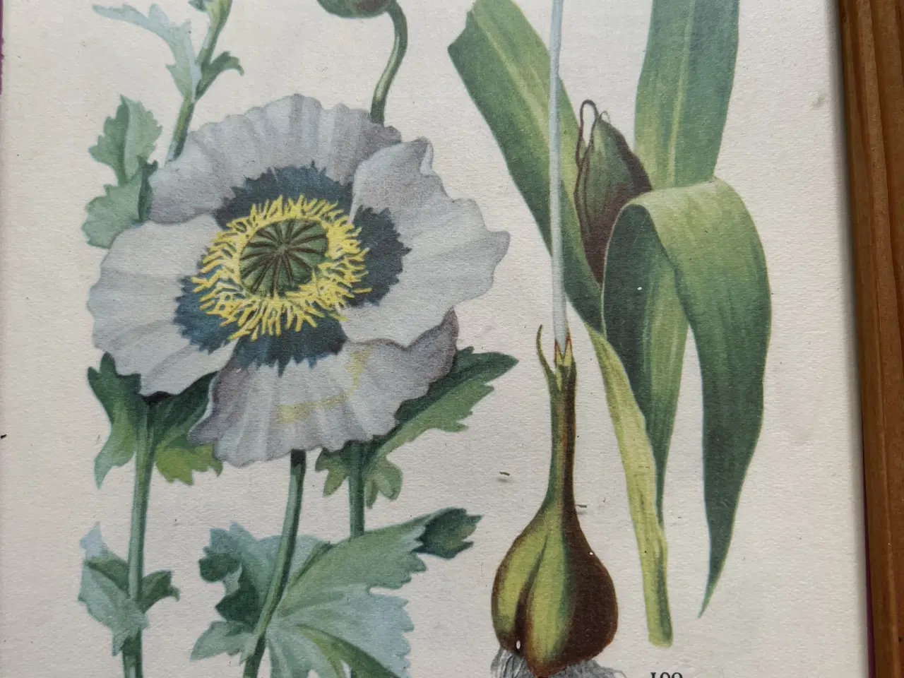 Billede 2 - 2 små billeder med blomster / botanik