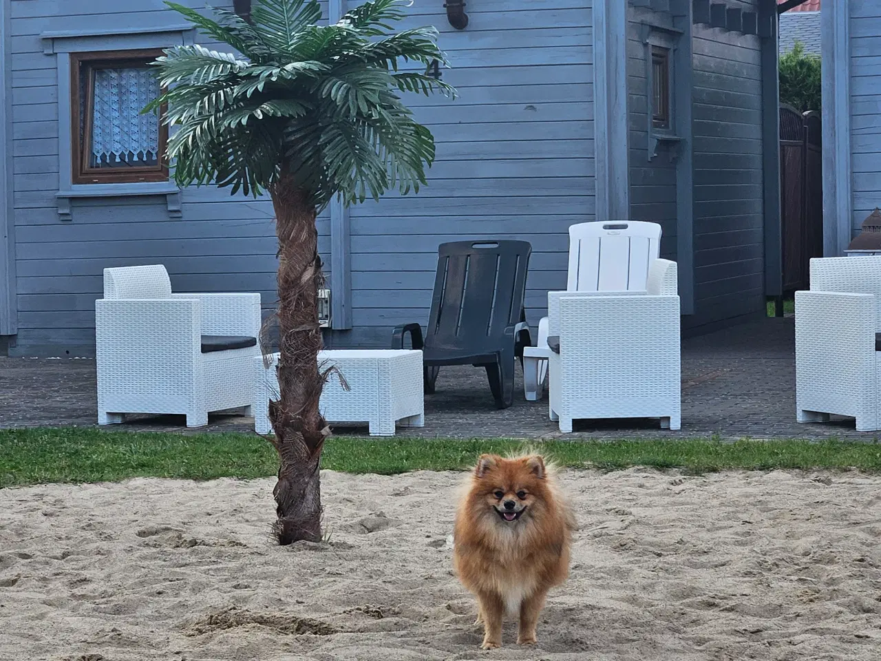 Billede 4 - pomeranian tilbydes til avl