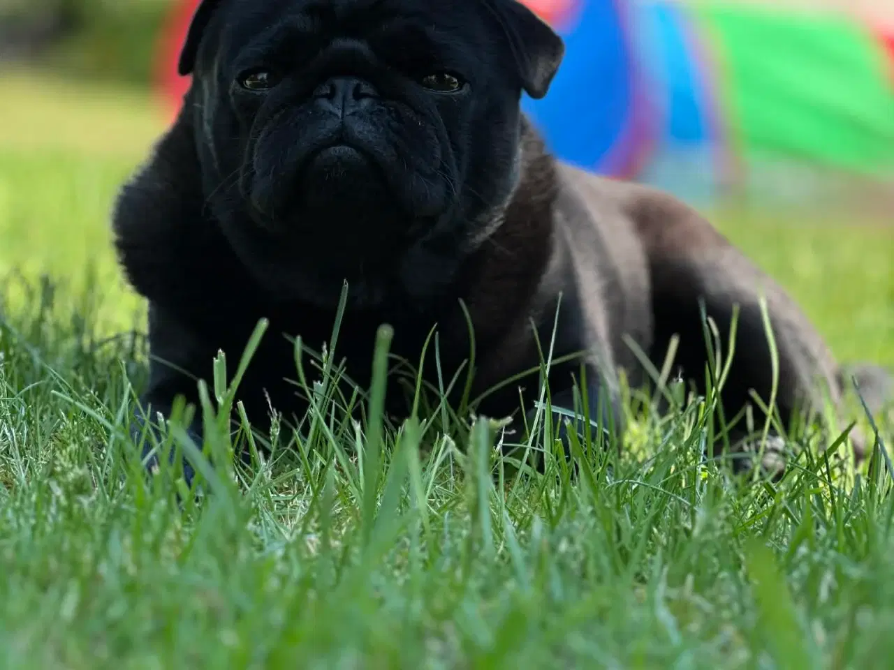 Billede 3 - Super sød mops