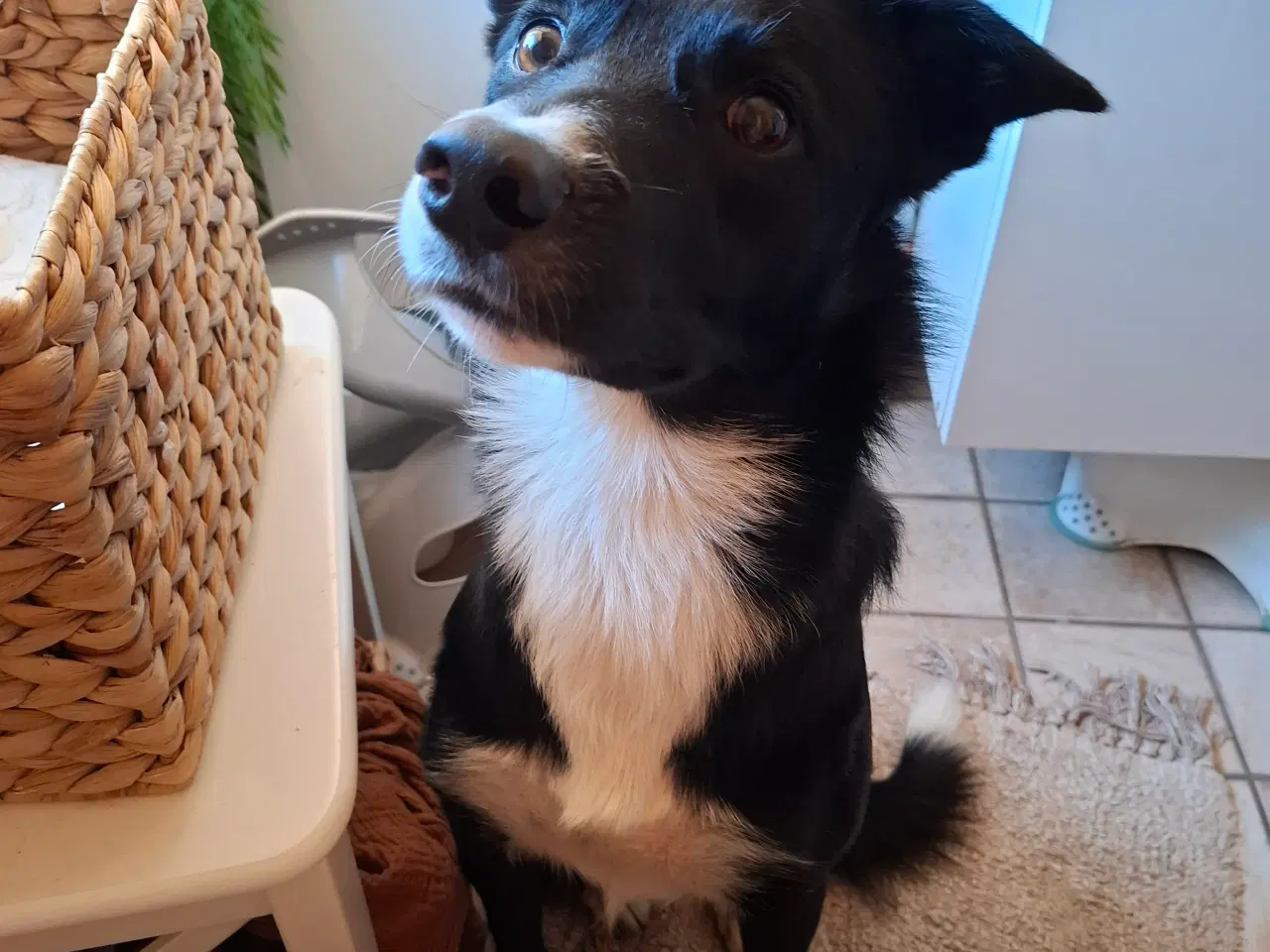 Billede 2 - Bordercollie Han