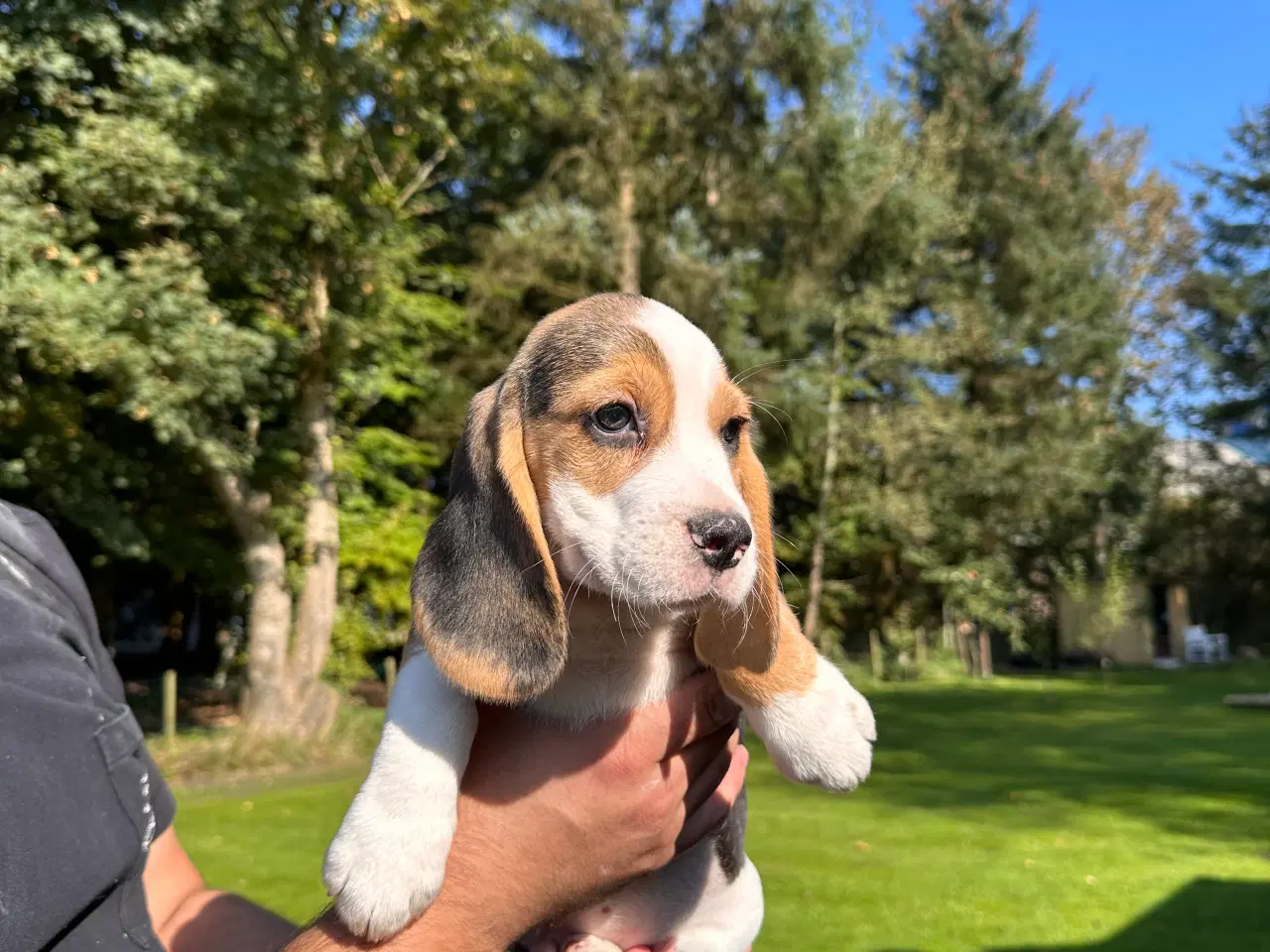 Billede 1 - Beagle hvalpe 11 uge klar til nyt hjem