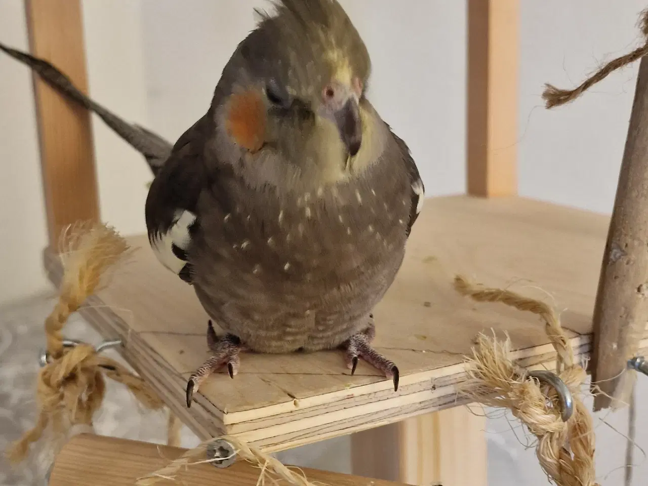 Billede 5 - Meget tam nymfeparakit