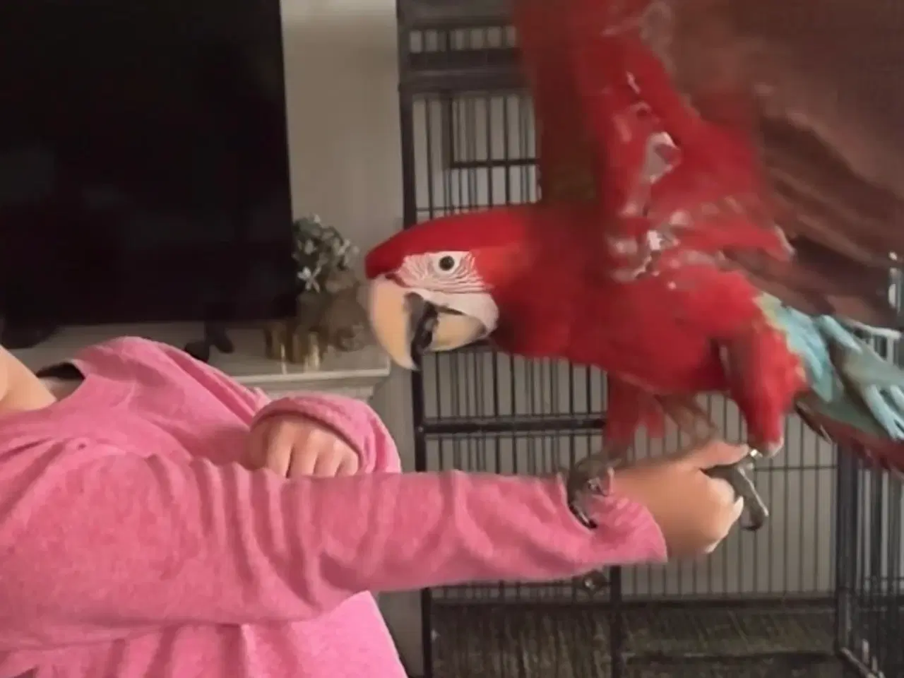 Billede 3 - Mørkerød ara