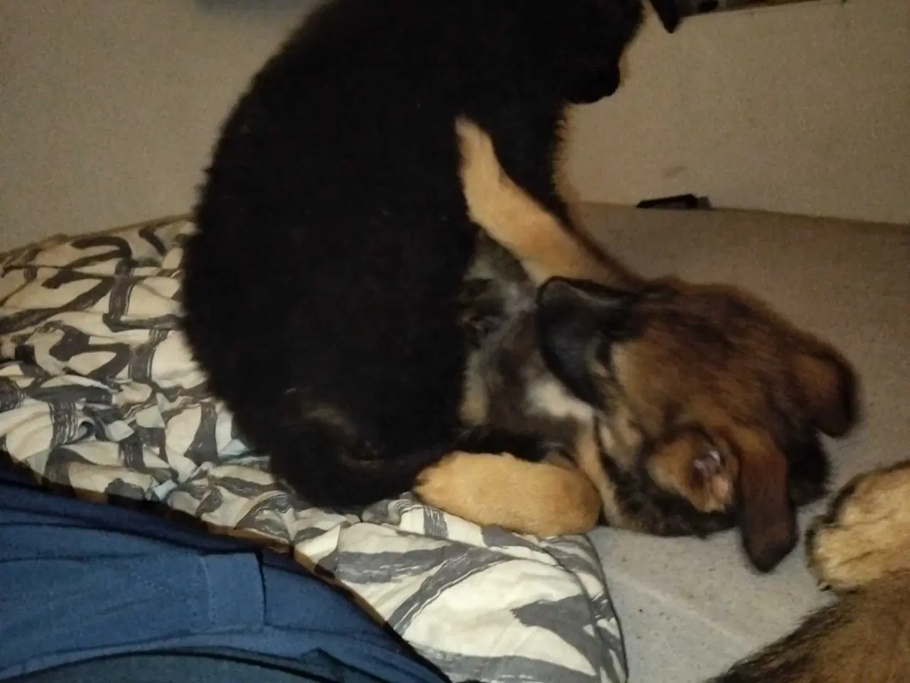 Billede 9 - Mor sankt Bernhard og far schæfer 