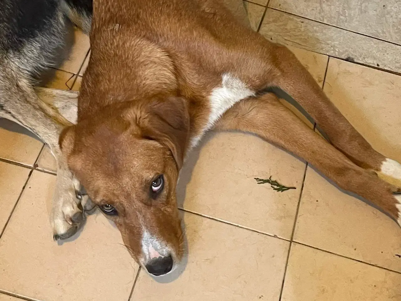 Billede 8 - Smukke Rose søger familie