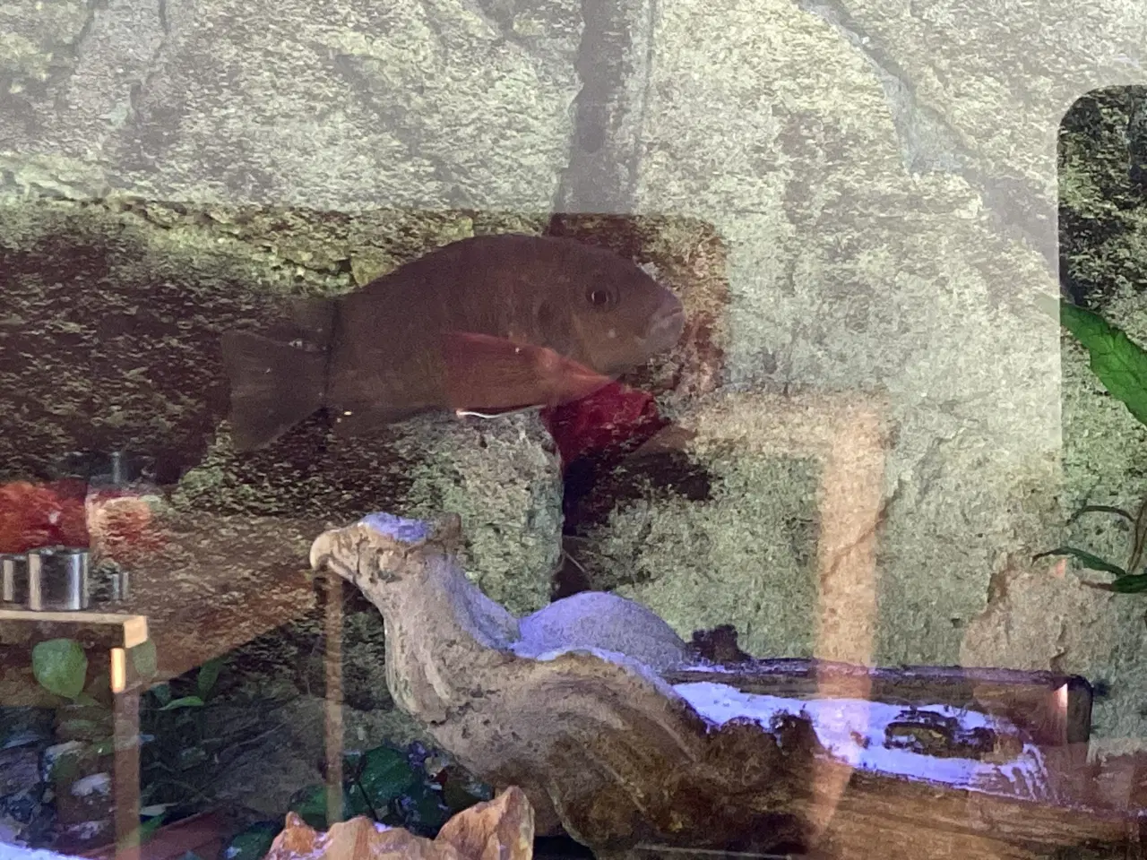 Billede 2 - Malawi cichlide