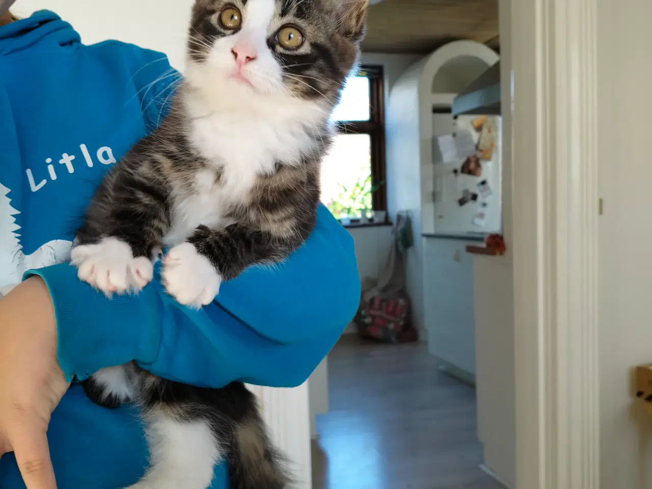 Billede 1 - Hankat søger nyt blivende hjem 