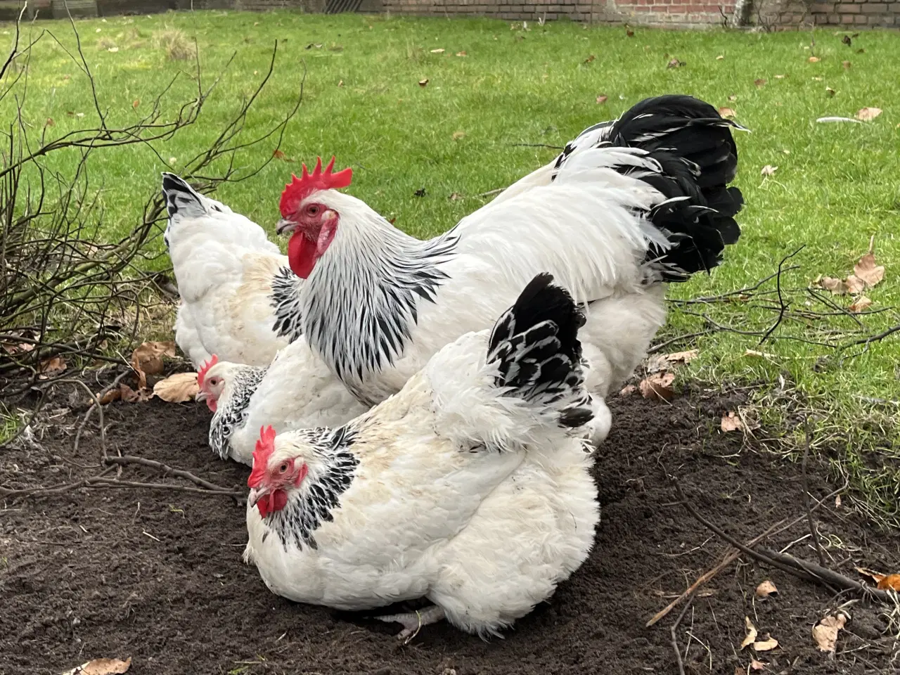 Billede 6 - Rugeæg fra racehøns 