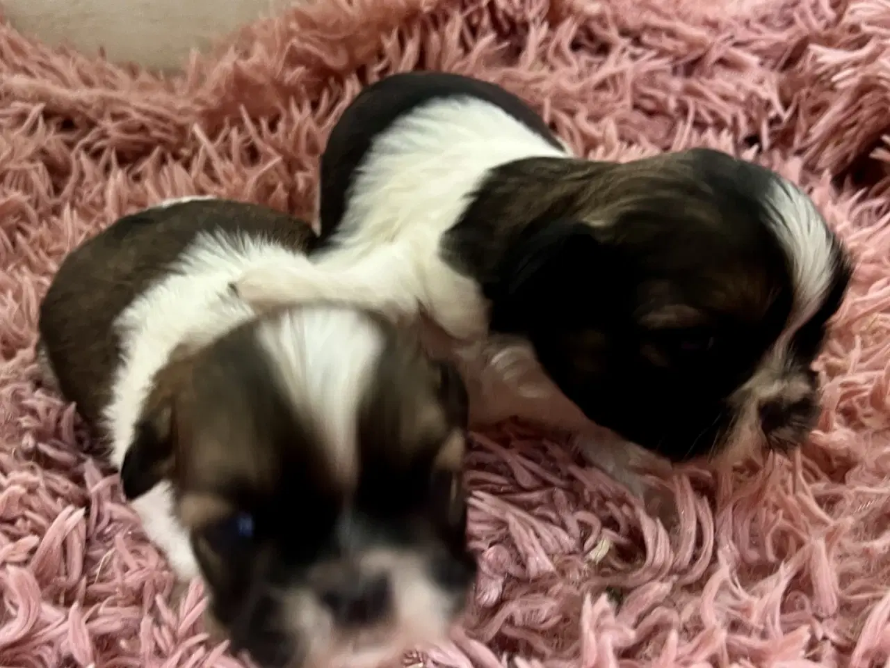 Billede 2 - Allergivenlige hundehvalpe