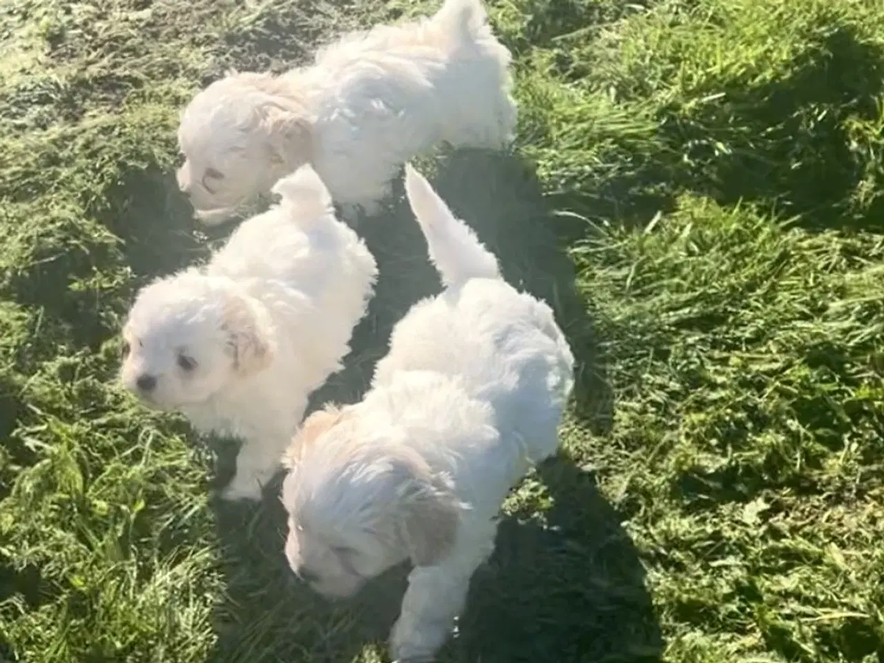 Billede 10 - Blandingshvalpe Malteser / Shih Tzu