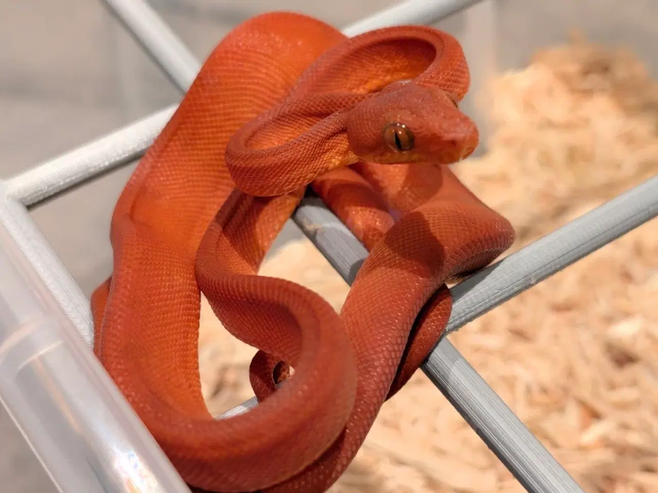 Billede 1 - Corallus Hortulanus - Træboa het. Calico 