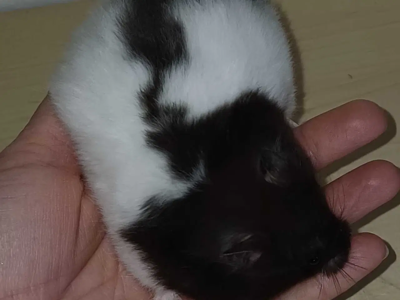 Billede 9 - Guldhamster unger