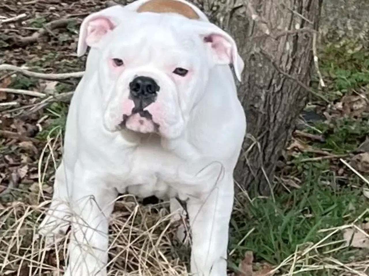Billede 2 - Olde English bulldog 6 mdr